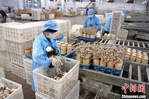 甘肃张掖 戈壁滩 小菌菇 成就 大产业